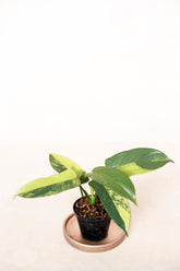 Philodendron bippenifolium 'violin' variegata